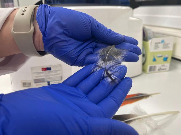 Yaralı ebabil ve kırlangıçlar, tüy implantasyonu ile doğaya döndürülüyor