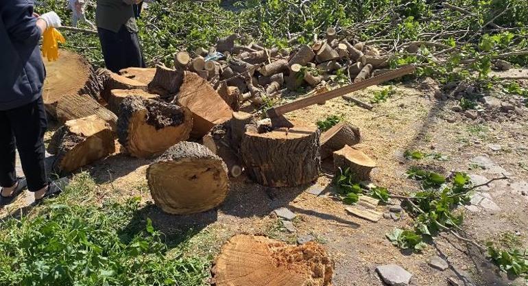 Fatih ve Bakırköy’de fırtınanın etkisiyle ağaçlar otomobillerin üzerine devrildi