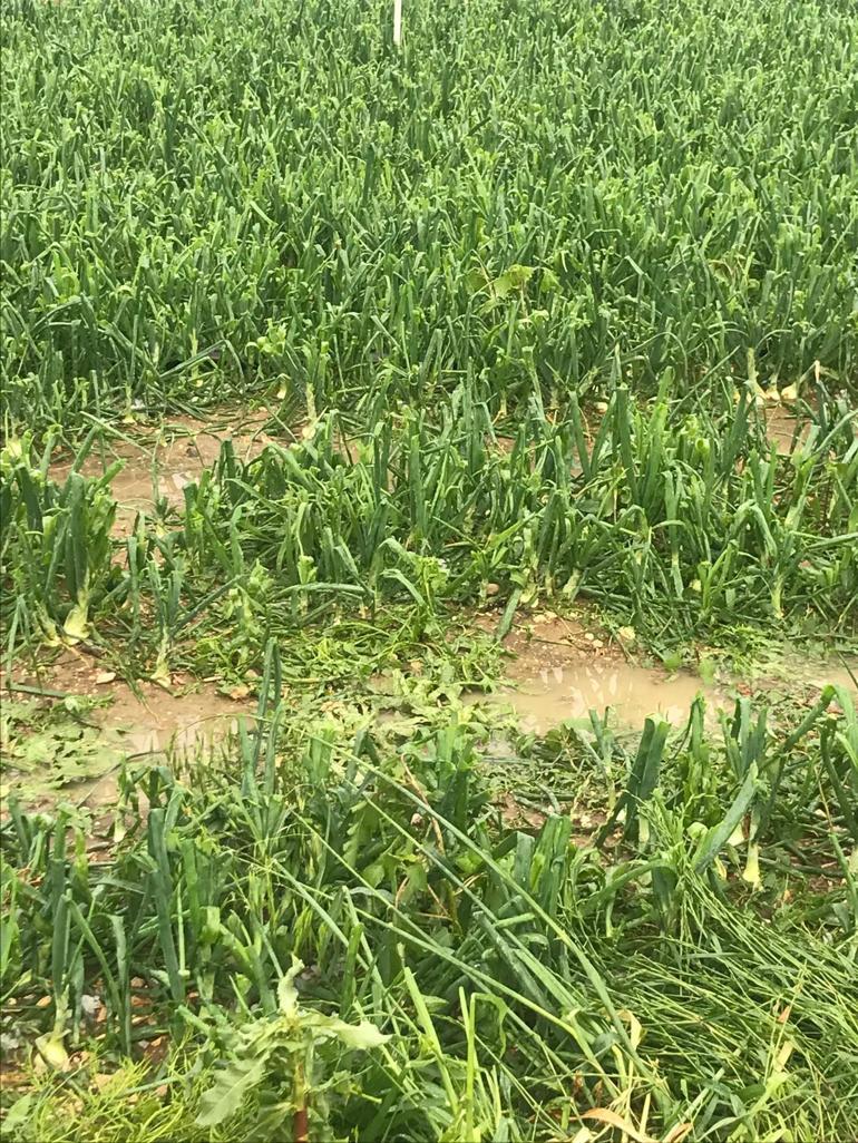 Sağanak ve dolu yağışı, ekili alanlara zarar verdi