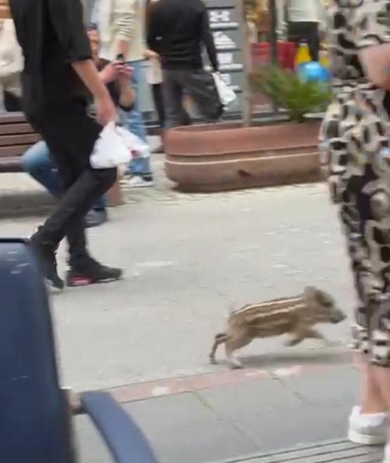 Yavru yaban domuzu iş yerine daldı; o anlar kamerada