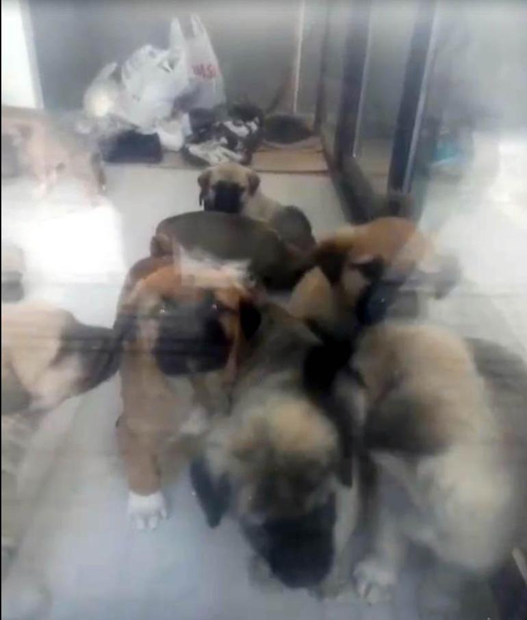 Doktorun sahiplenip öldürdüğü iddia edilen köpek sayısı 26ya ulaştı