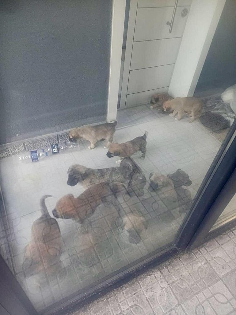 Doktorun sahiplenip öldürdüğü iddia edilen köpek sayısı 26ya ulaştı