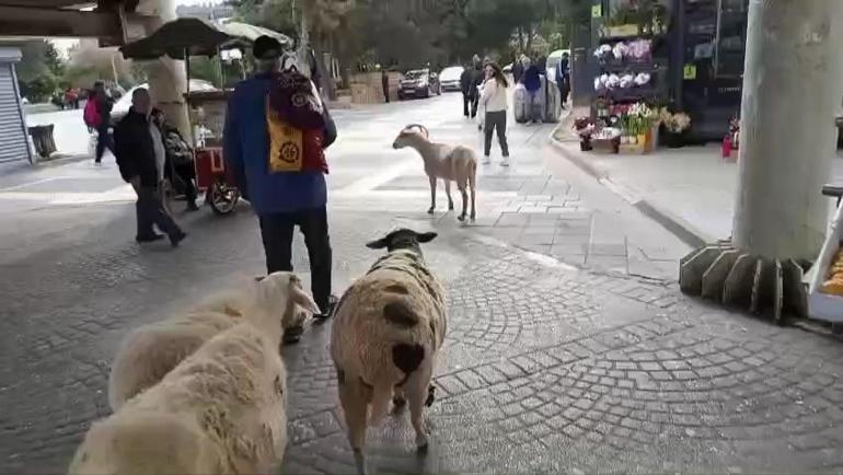 Küçükçekmece’de bir kişi, 4 koyunu ile yürürken görüntülendi