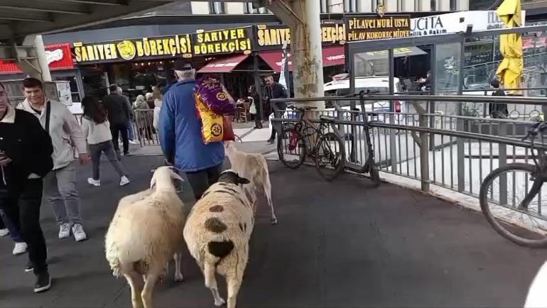 Küçükçekmece’de bir kişi, 4 koyunu ile yürürken görüntülendi