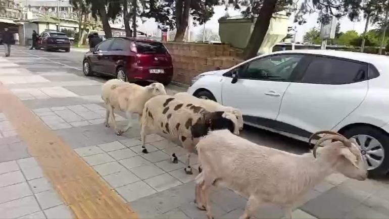 Küçükçekmece’de bir kişi, 4 koyunu ile yürürken görüntülendi