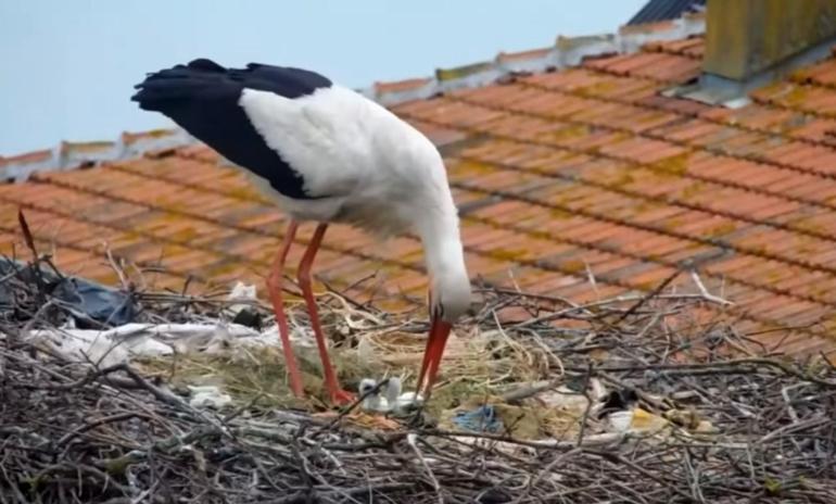 Kuluçkaya yatan Yaren leyleğin 2 yavrusu yumurtadan çıktı