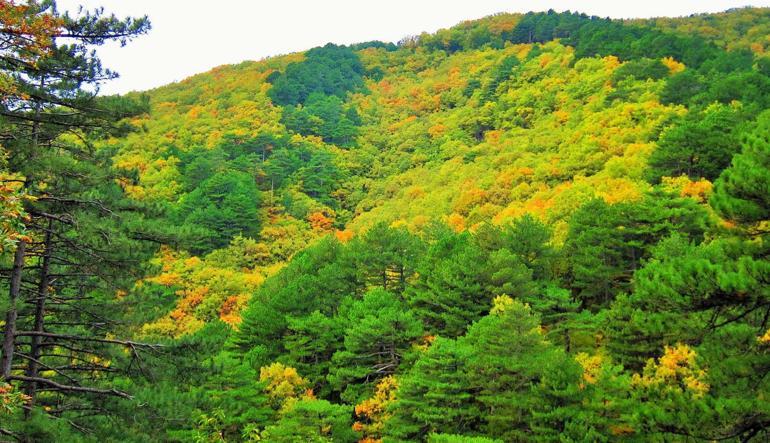 Çanakkalede ormanlara girişler 1 Hazirandan itibaren yasaklandı