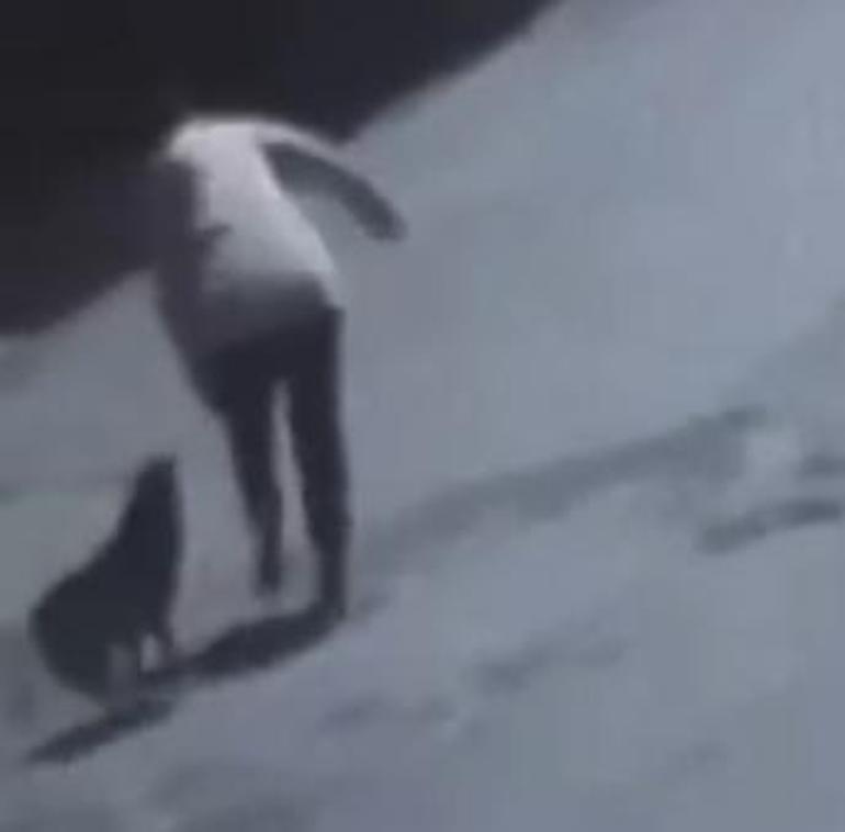Tekirdağda sokak köpeğinin ısırdığı kadın yaralandı; o anlar kamerada