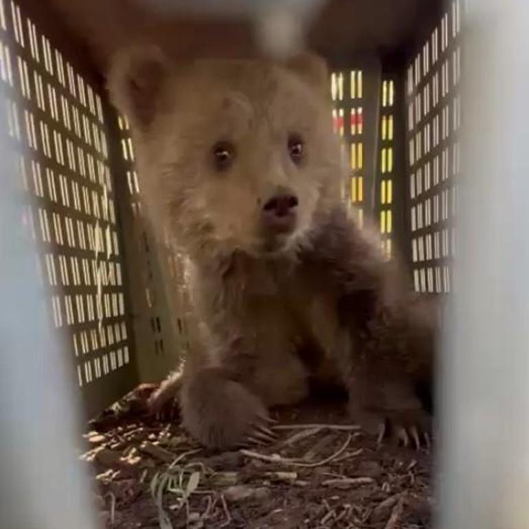 İş makinesinin içerisine giren yavru bozayı kamerada