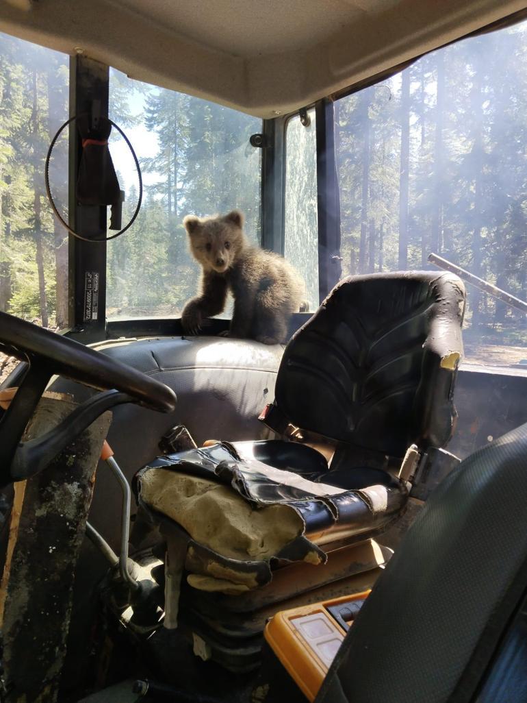 İş makinesinin içerisine giren yavru bozayı kamerada