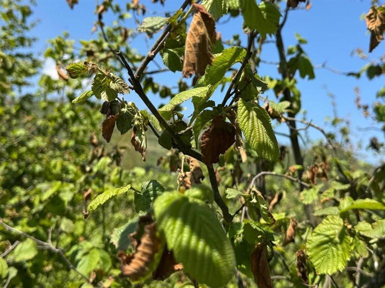 TZOB Genel Başkanı Bayraktar: Zirai don hasarı yüzde 100