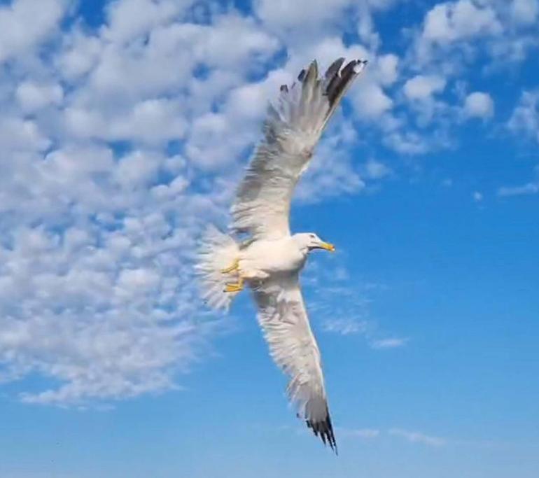 Amatör balıkçı oltasına dolanan martıyı kurtarıp, özgürlüğüne kavuşturdu
