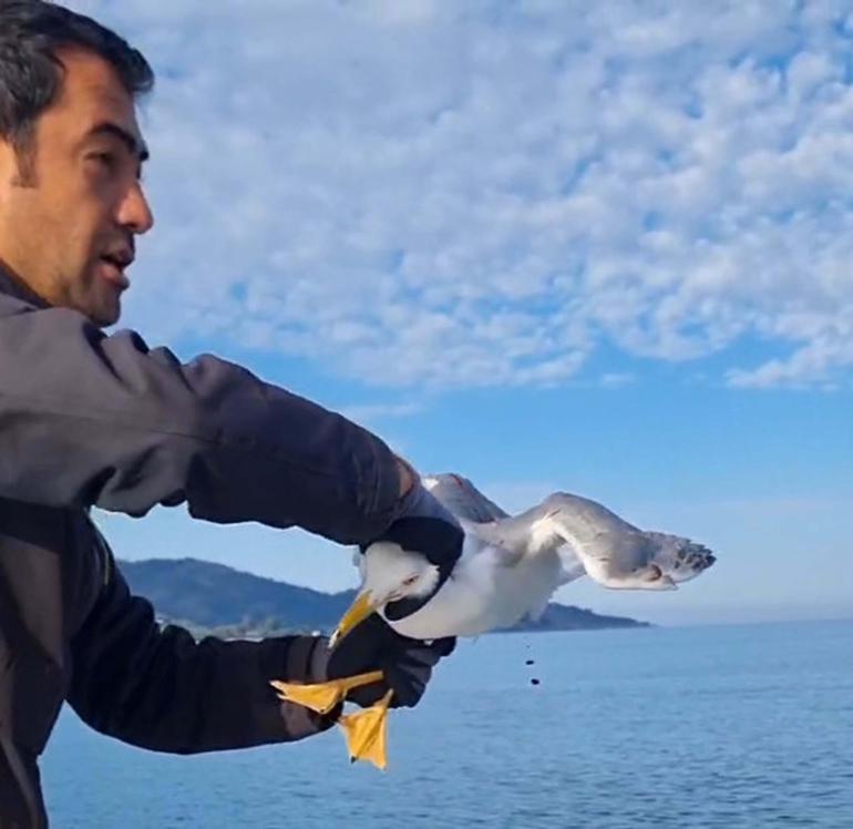 Amatör balıkçı oltasına dolanan martıyı kurtarıp, özgürlüğüne kavuşturdu