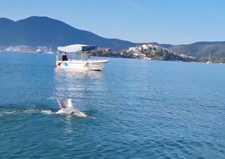Amatör balıkçı oltasına dolanan martıyı kurtarıp, özgürlüğüne kavuşturdu