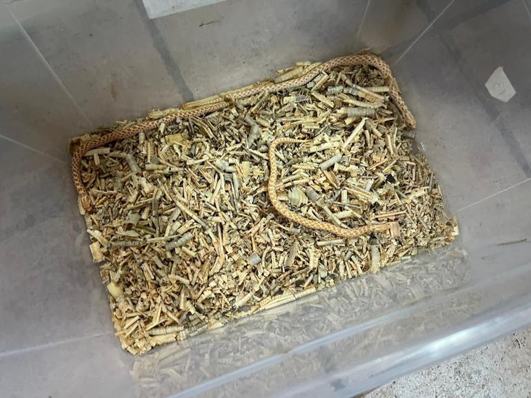 Yasa dışı egzotik hayvan bulunduran şüphelilere 472 bin TL ceza