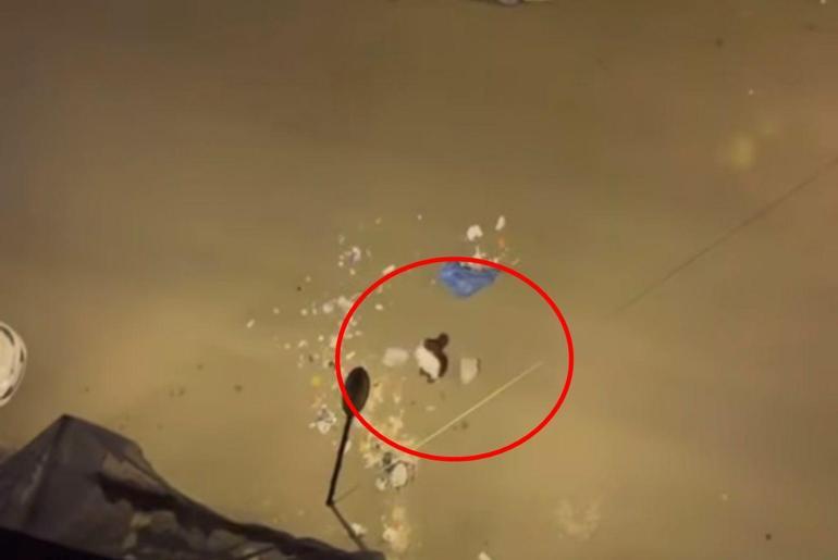 Çöpleri yola döküp geçen araçlara saldırdı