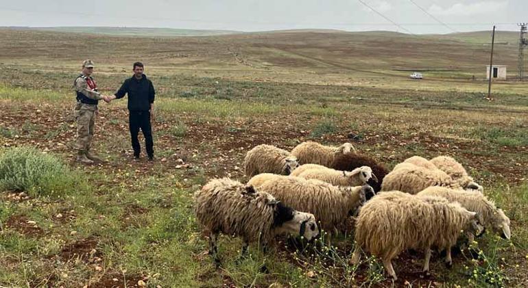 Şanlıurfa’da çalınan 26 hayvan bulundu