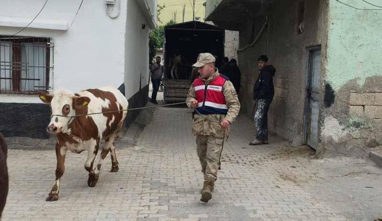 Şanlıurfa’da çalınan 26 hayvan bulundu