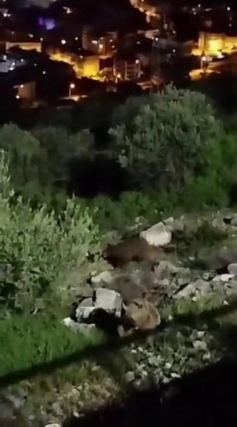 Sakaryada mahalle yakınlarına inen bozayılar kamerada