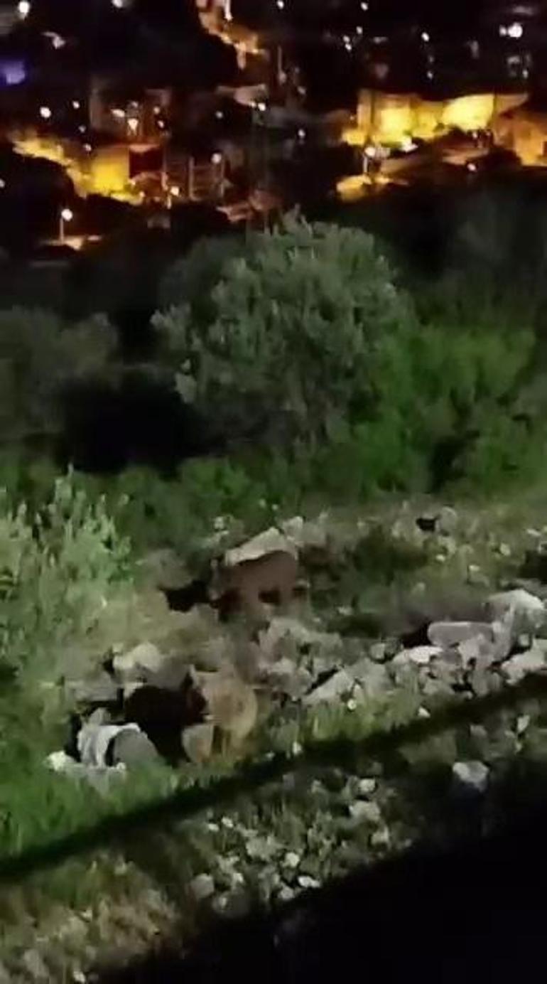 Sakaryada mahalle yakınlarına inen bozayılar kamerada