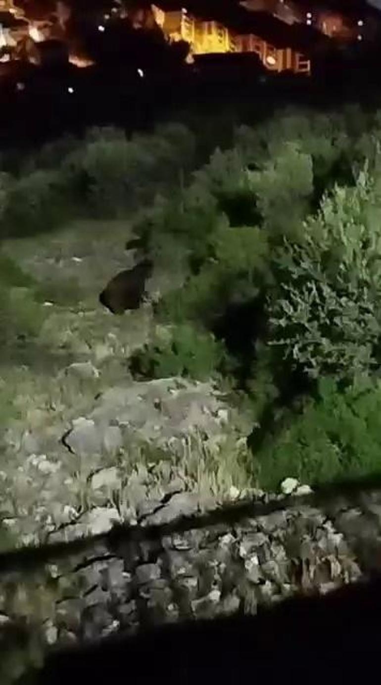 Sakaryada mahalle yakınlarına inen bozayılar kamerada
