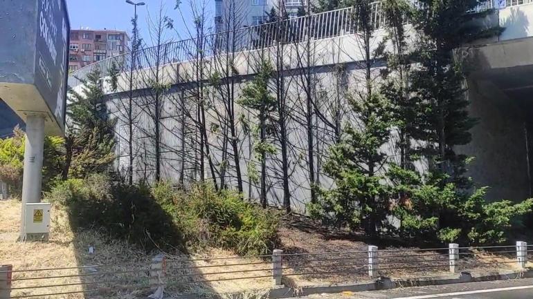 Beşiktaşta ağaçlık alanda yangın