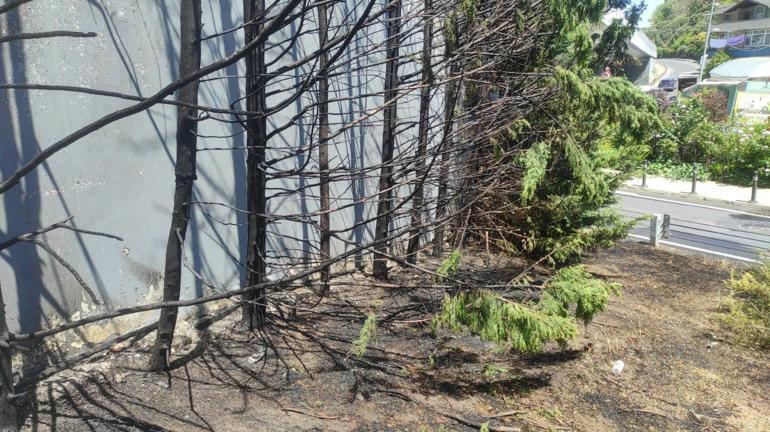 Beşiktaşta ağaçlık alanda yangın