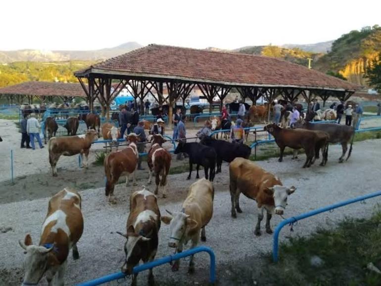 Tosyada şap karantinası