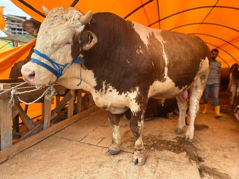 Ankarada kurban pazarlarında yoğunluk