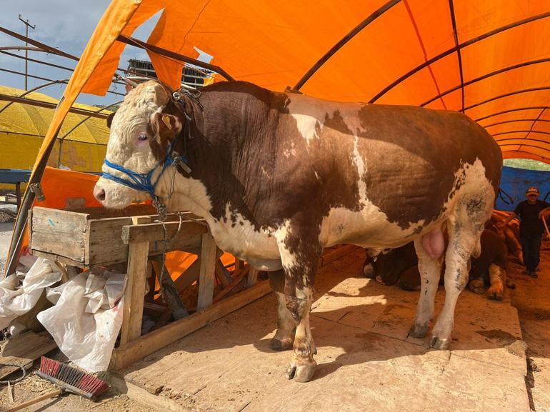 Ankarada kurban pazarlarında yoğunluk