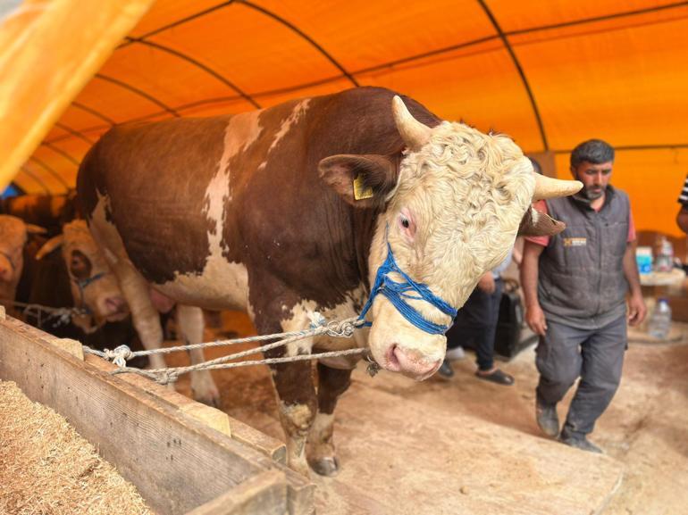 Ankarada kurban pazarlarında yoğunluk
