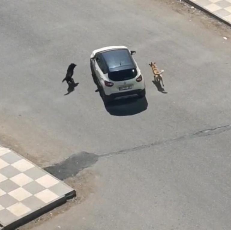 Diyarbakırda kız çocuğunu köpeğin saldırısından güvenlik görevlisi kurtardı