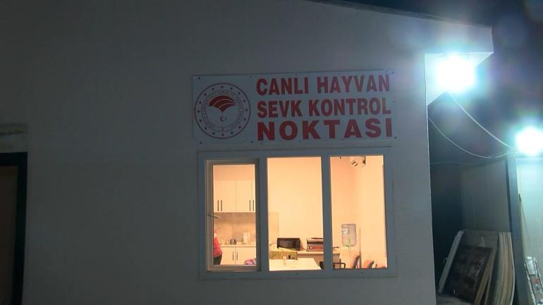 İstanbulda bayram öncesi kurbanlık hayvan girişleri başladı