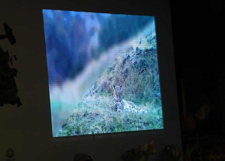 Bilim insanları, Türkiyenin yaban hayatını Vanda konuşuyor