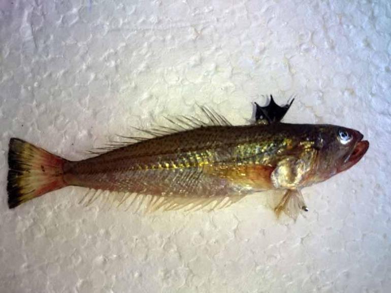 Dikenleri zehirli balığa karşı uyarı; kollarda çürüme, dokularda ölüm meydana getiriyor