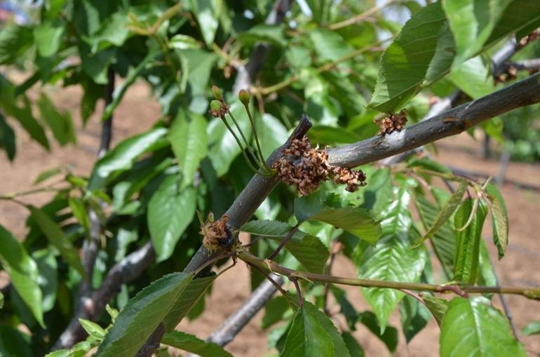 TZOB Genel Başkanı Bayraktar: Tarihin en büyük tarımsal afetini yaşıyoruz