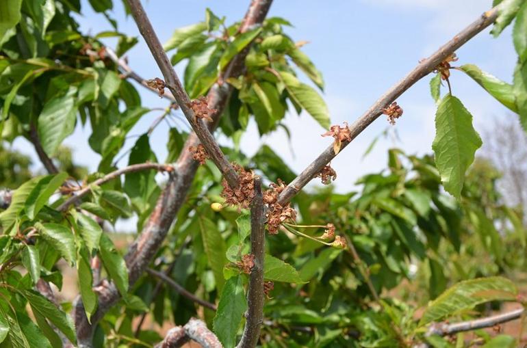 TZOB Genel Başkanı Bayraktar: Tarihin en büyük tarımsal afetini yaşıyoruz