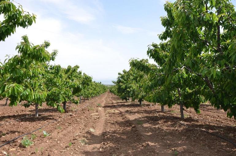TZOB Genel Başkanı Bayraktar: Tarihin en büyük tarımsal afetini yaşıyoruz