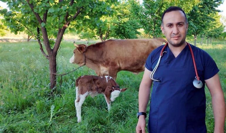 İki yıl önce ölümden kurtarılan inek doğum yaptı