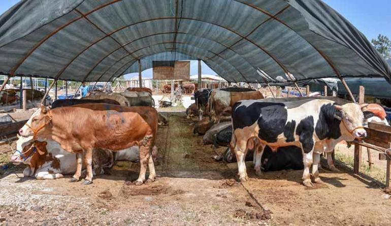 İnternetten kurbanlık alırken dolandırılmayın