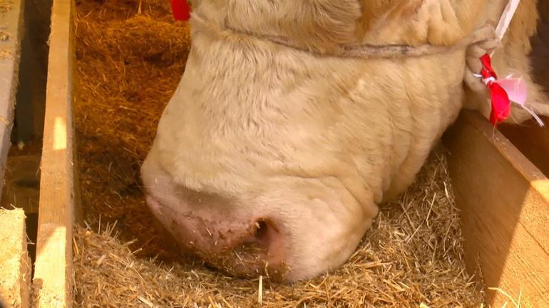 Şampiyon boğa Poyrazın sahibi: Cumhurbaşkanına hediye edeceğim