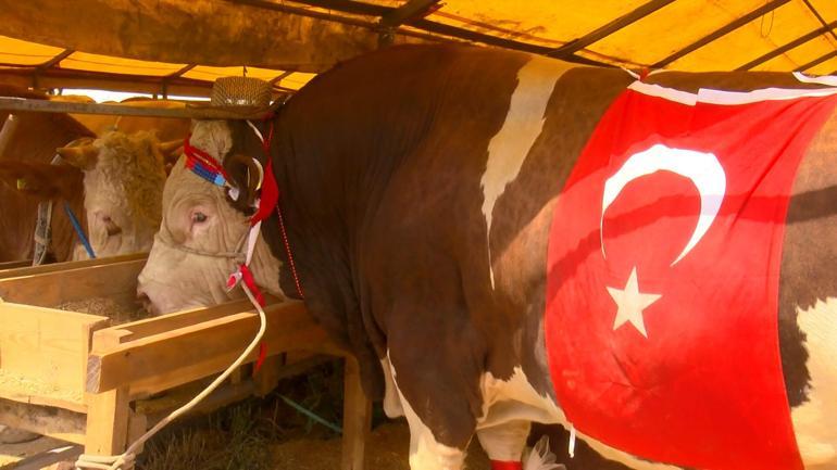 Şampiyon boğa Poyrazın sahibi: Cumhurbaşkanına hediye edeceğim