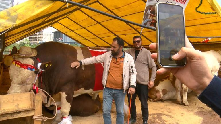 Şampiyon boğa Poyrazın sahibi: Cumhurbaşkanına hediye edeceğim