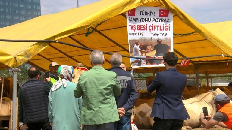 Şampiyon boğa Poyrazın sahibi: Cumhurbaşkanına hediye edeceğim