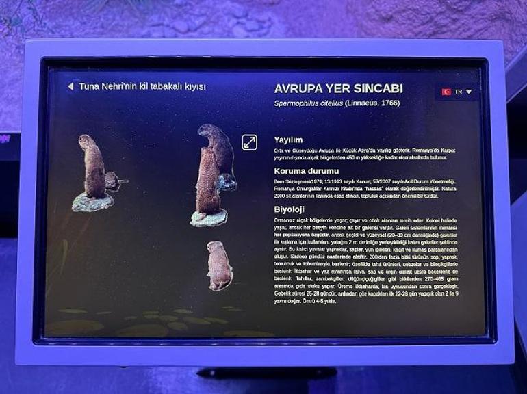 Türkçe ile Müze Deneyimi: Rehberim Türkçe Antipa Müzesi’nde