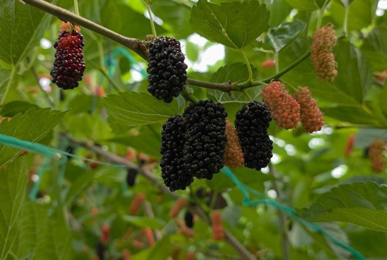 Silifkenin karadutu Orta Doğuyu tatlandırıyor