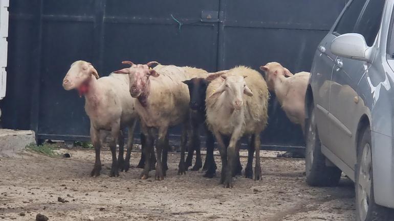 Kütahya’da kurtlar ağıla girip sürüye saldırdı; 25 koyun öldü