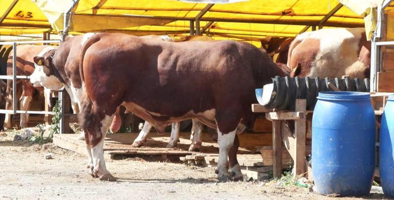Bayrama sayılı günler kala kurban pazarlarında alıcı fiyata satıcı maliyete bakıyor