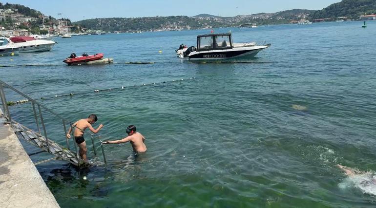 Ölü yunus Bebek sahilinde karaya vurdu; çöp konteynerine atıldı