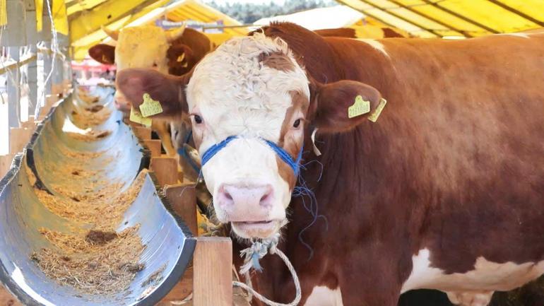 Kurban Bayramına 2 gün kala hayvan pazarlarında hareketlilik devam ediyor